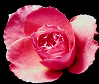 Pink Valentine rose symbolism