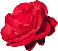 Symbolism of a red Valentine rose.