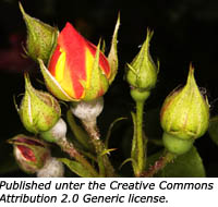 The symbolism of rose buds.