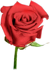 Photo of a single red rose.