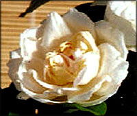 White rose symbolism. 