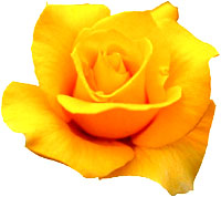 Yellow rose symbolism. 