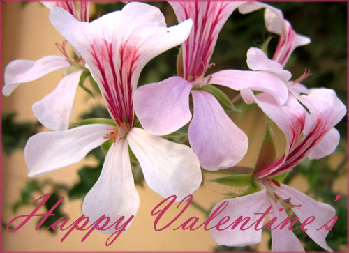 Free Valentines cards: Light pink flowers with sharp pink vertical lines. 
