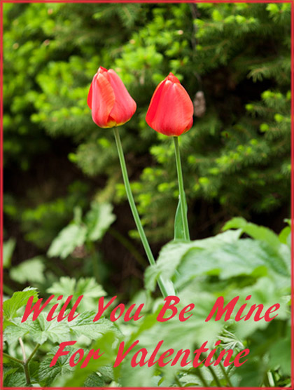 Modern Valentines Day cards in photo style: Two red tulips.