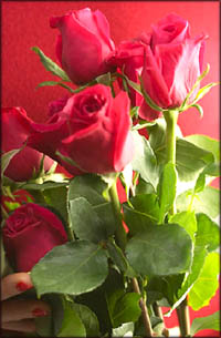 Romantic gift ideas: A lovely bouquet of Valentine Roses.