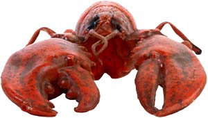 True facts about lobsters: Photo of big red lobster with huge claws.