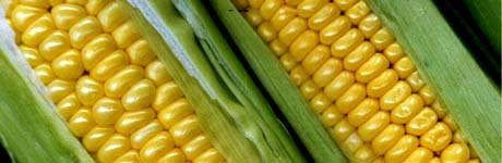 Illinois nickname: The Corn State - picture of corn