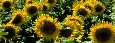 Kansas nickname: The Sunflower State - picture of sunflowers