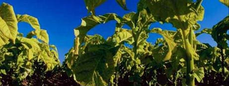 Kentucky nickname: The Tobacco State - picture of tobacco plants