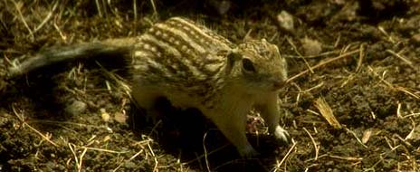 Minnesota nickname: The Gopher State - picture of the striped gopher