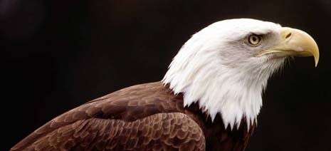 Mississippi nickname: The Eagle State - picture of eagle