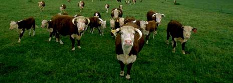 Nebraska nickname: The Beef State - picture of Nebraska cattle
