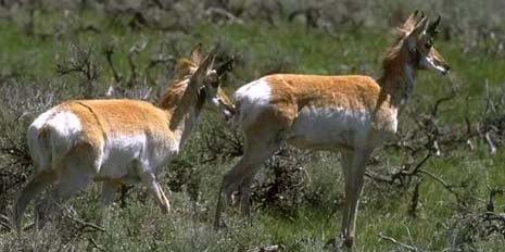 Nebraska nickname: The Antelope State - picture of pronghorn antilopes