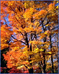 Happy birthday quotes: Orange autumn leaves on tree against clear blue sky.