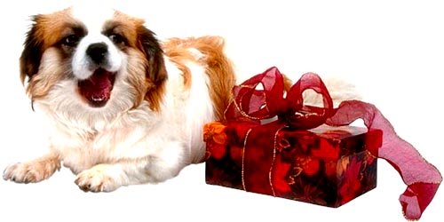 Funny picture of dog or puppy and red present.