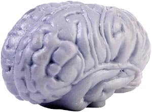Facts about the brain: Model of the human brain.