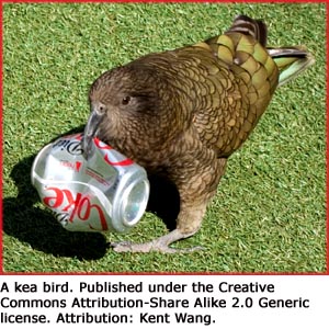 Funny facts: Photo of kea bird with Coca Cola can in its beak.