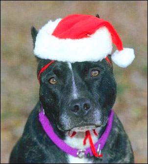 Cute sad dog christmas hat