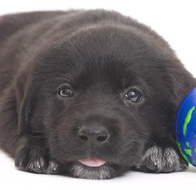 Cute black baby dog puppy