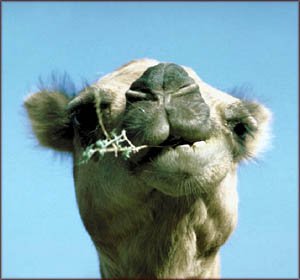 Funny pictures: Photo of funny camel head chewing.