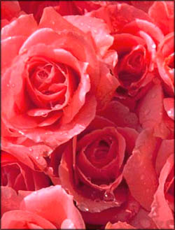 Funny Valentines Day Poems: Bunch of pink roses.