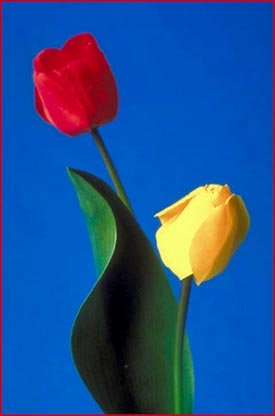 Happy birthday quotes - bouquet of tulips, a red tulip and a yellow tulip.
