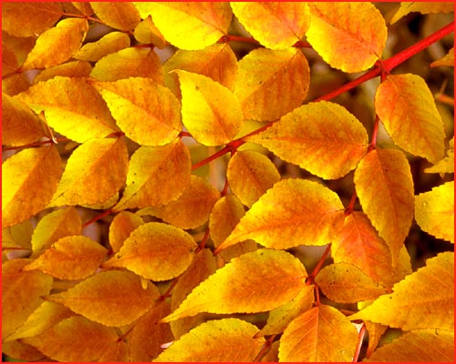 Picure of orange golden autumn leaves.