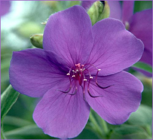 Picture of purple flower, close up.