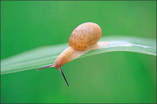 Snail on a green leaf.