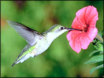 Action and Inspirational stories: photo of hummingbird drinking nectar from big pink flower.