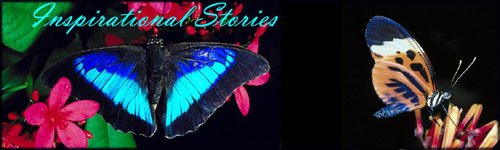 Inspirational stories and inspiring words: Blue, black and turquoise butterfly.