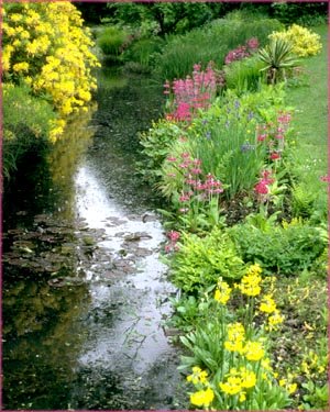 Little stream and yellow and purple flowers.