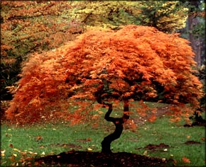 Inspiring words: tree with red leaves in the autumn.