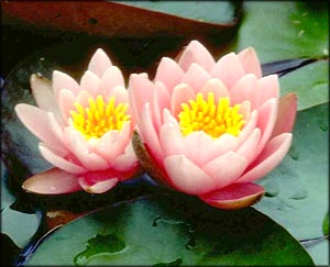 Two pink waterlilies.