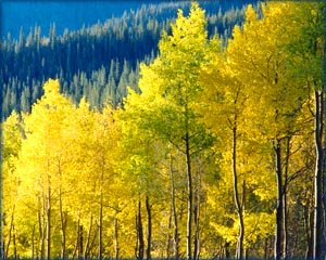 Birch trees in autumn with yellow leaves.