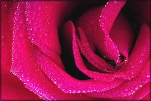 Close up picture of pink rose.