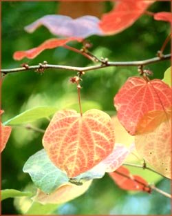 Inspirational life quotes: Photo of red and yellow leaves.