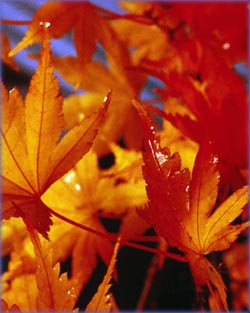 Inspirational life quotes: red leaves in autumn.