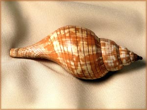 Picture of pretty sea snail.