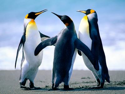 Just like these penguins.