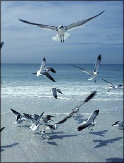 Personalized notebook with inspirational picture of seaguls by the sea.