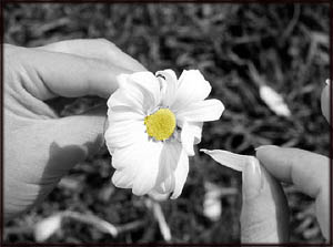 Sad love poems: Photo of woman pulling daisies.