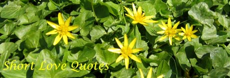 Short Love Quotes: picture of yelllow spring flowers.
