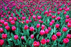 Love symbolism: Field of red tulips.