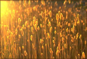 Seize the NOW: Picture of golden grain or corn.
