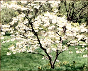Reaching full potential: Small tree in spring with white flowers.