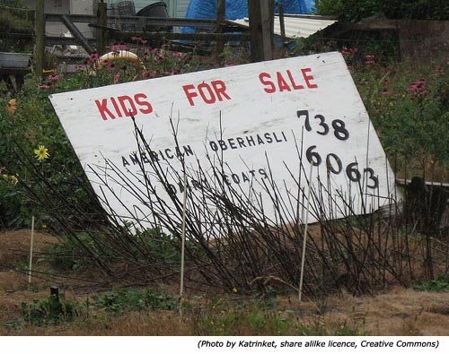 Hilarious Signs and funny sales signs: Kids for Sale