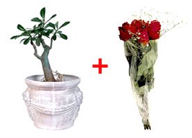 Valentines gift ideas: Combining a living plant and a bouquet of red Valentine Roses