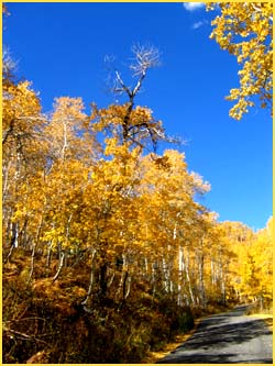 True facts about the oldest living organism: Photo of Quaking Aspens from Utah.