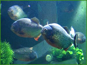 Facts about piranha: Photo of piranhas in aquarium.